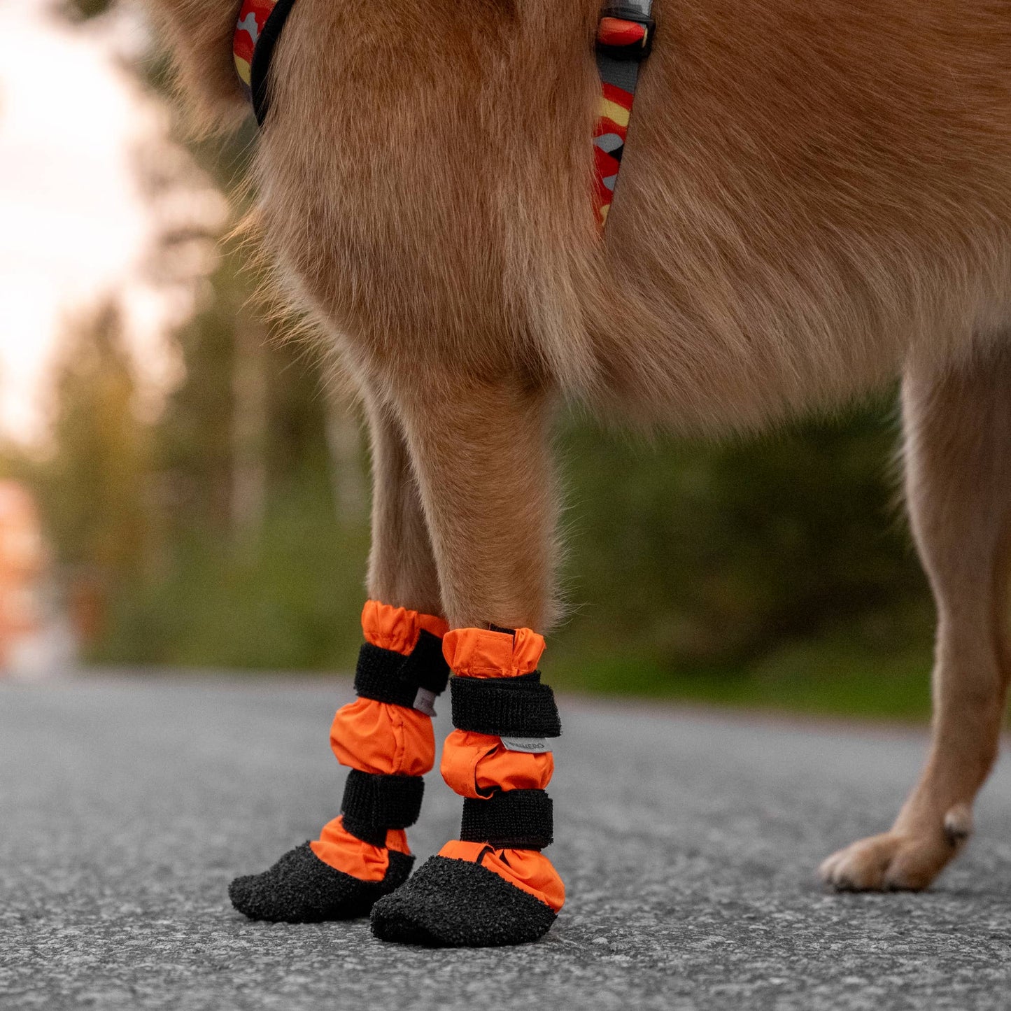 FINNERO SULO - Skyddande hundstövlar 2 st/set, Orange