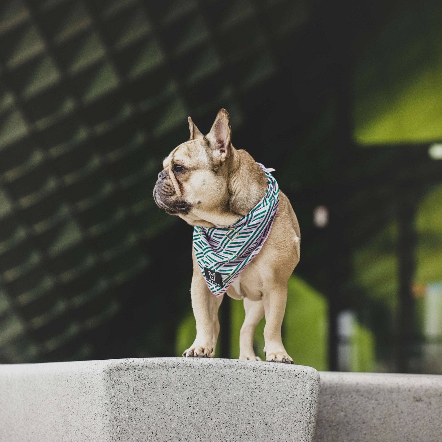 FK Beltington bandana rosa: One Size