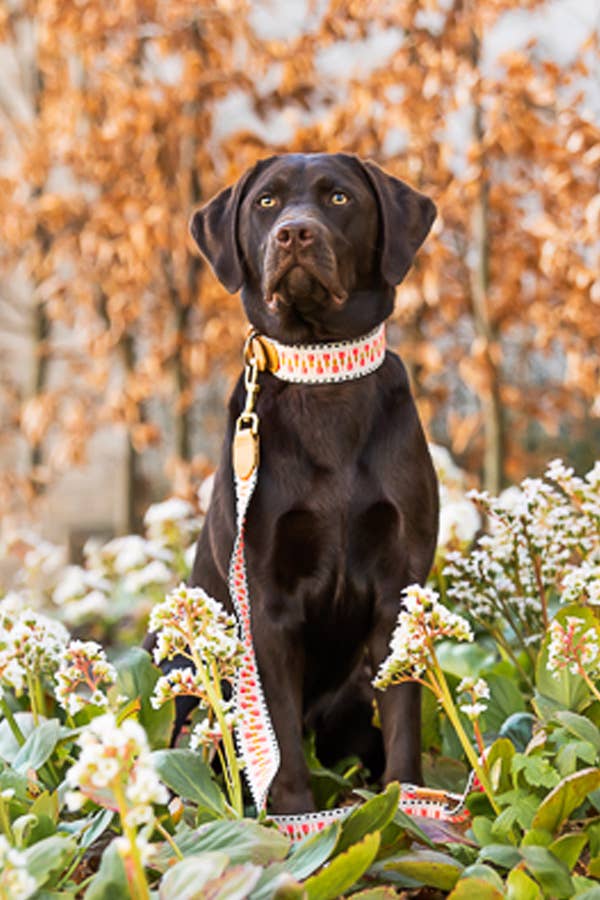 Handgjorda Hey Lana hundhalsband: Rosa/Svart S - L