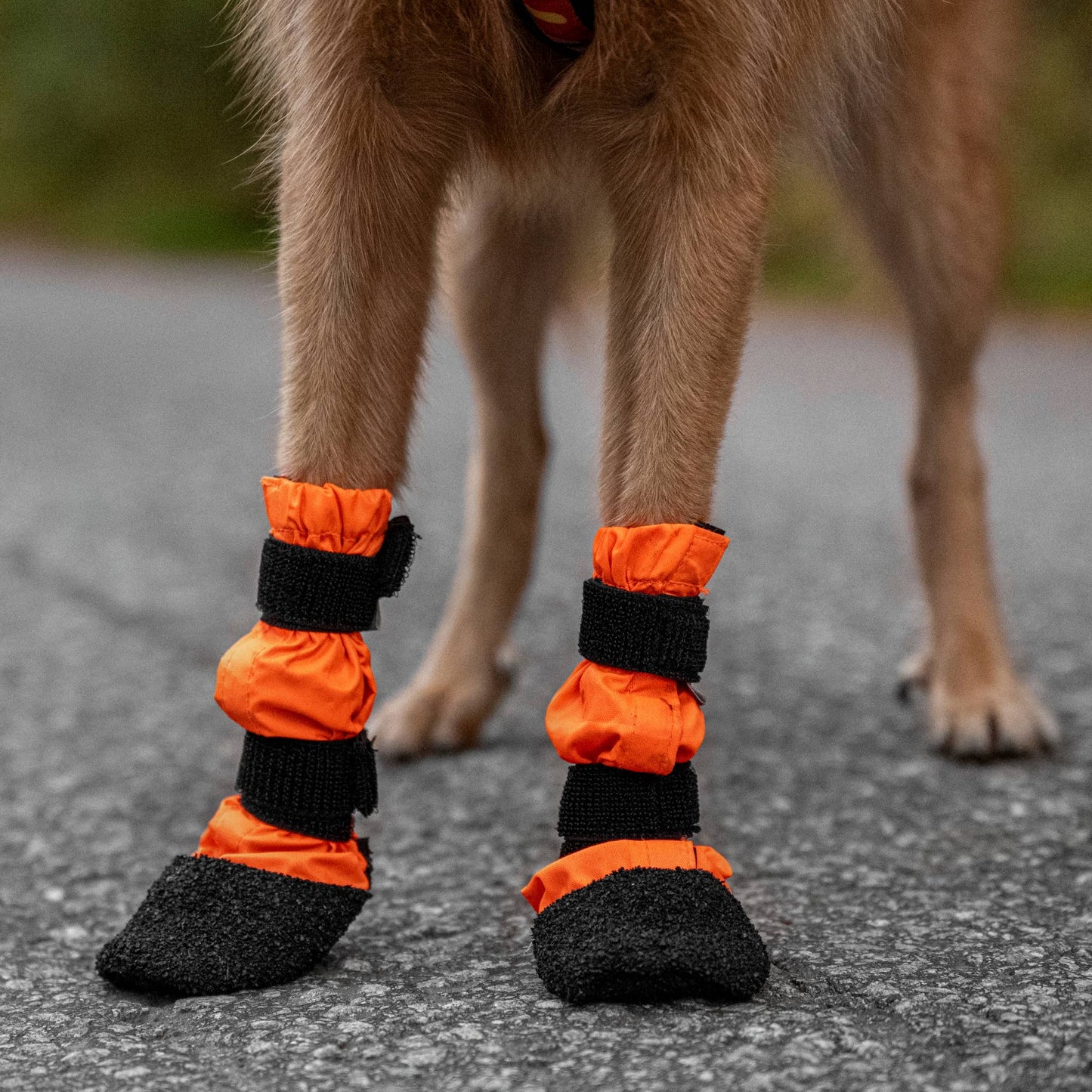 FINNERO SULO - Skyddande hundstövlar 2 st/set, Orange