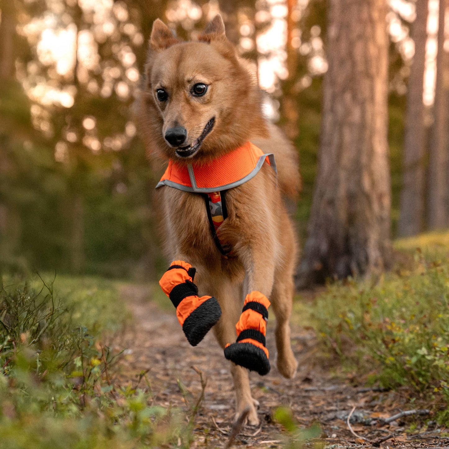 FINNERO SULO - Skyddande hundstövlar 2 st/set, Orange