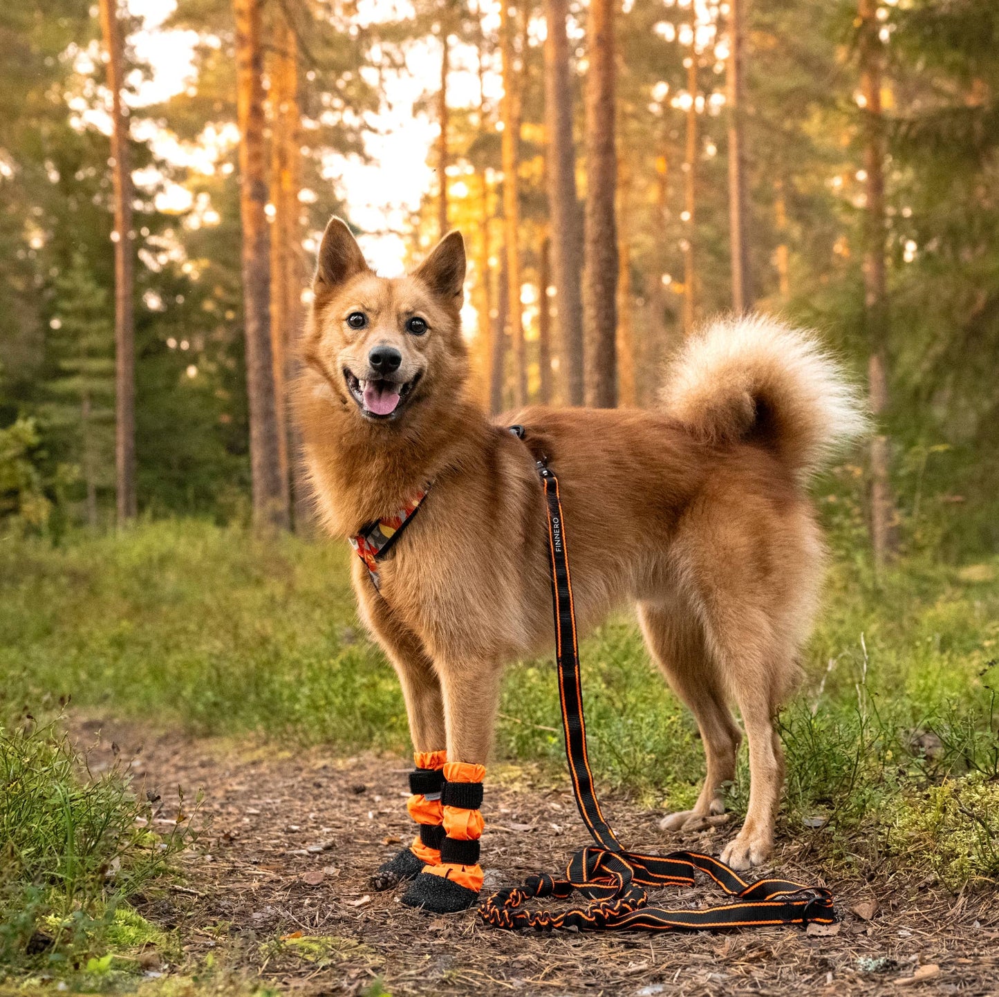 FINNERO SULO - Skyddande hundstövlar 2 st/set, Orange