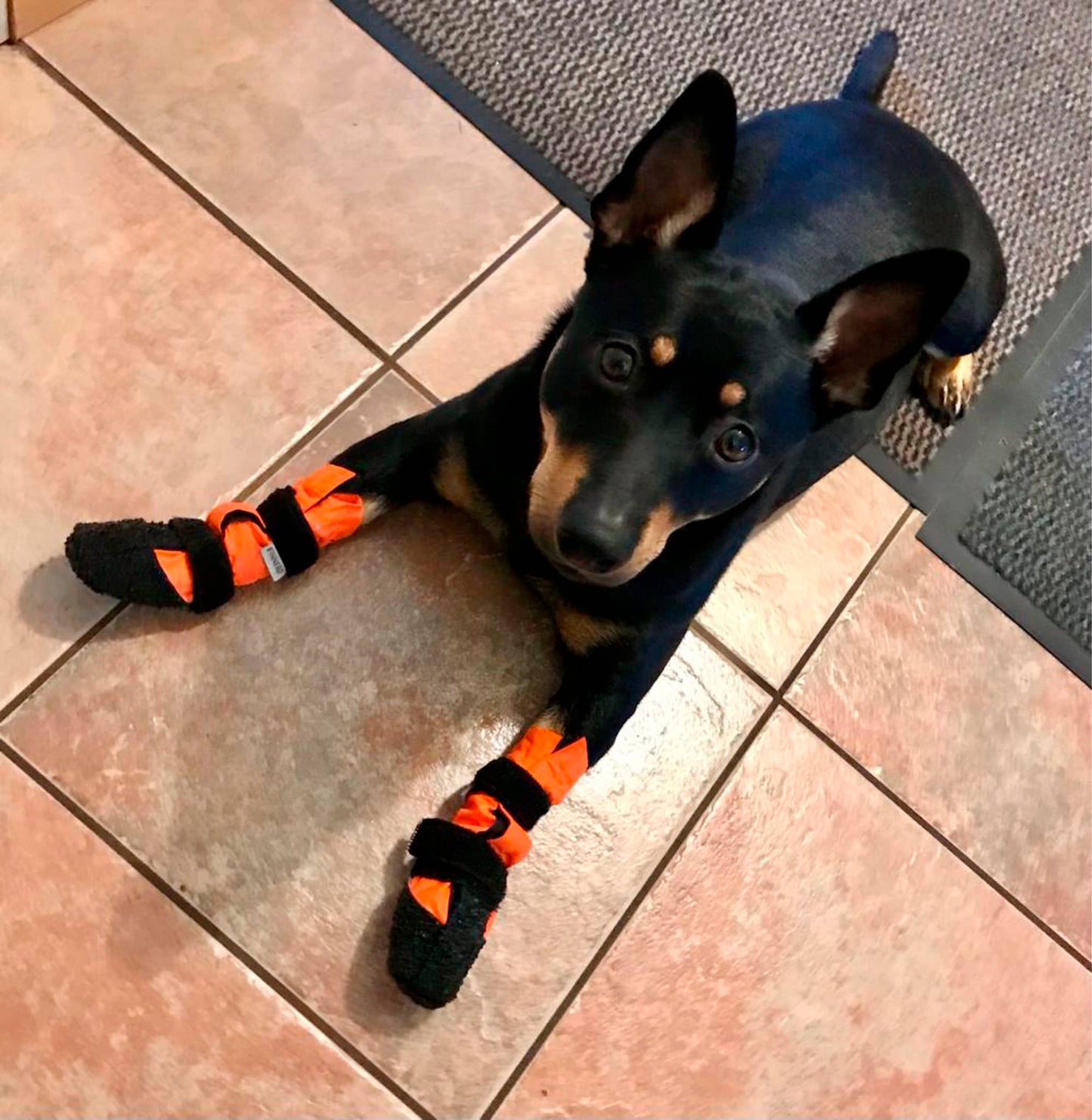 FINNERO SULO - Skyddande hundstövlar 2 st/set, Orange
