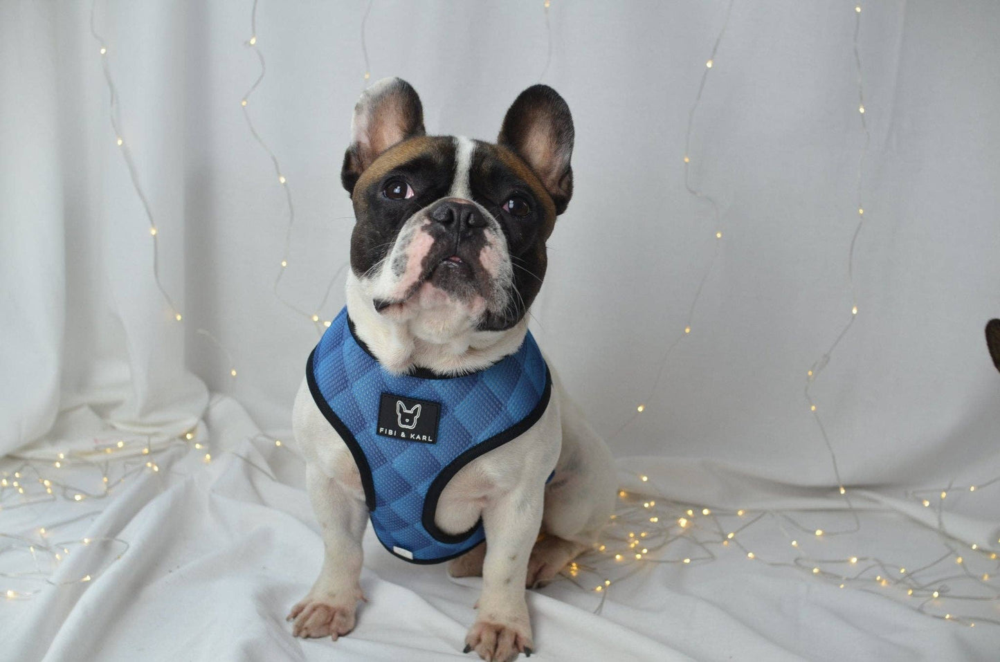 2-i-1 hund sele Go Wild Eller Go Blue