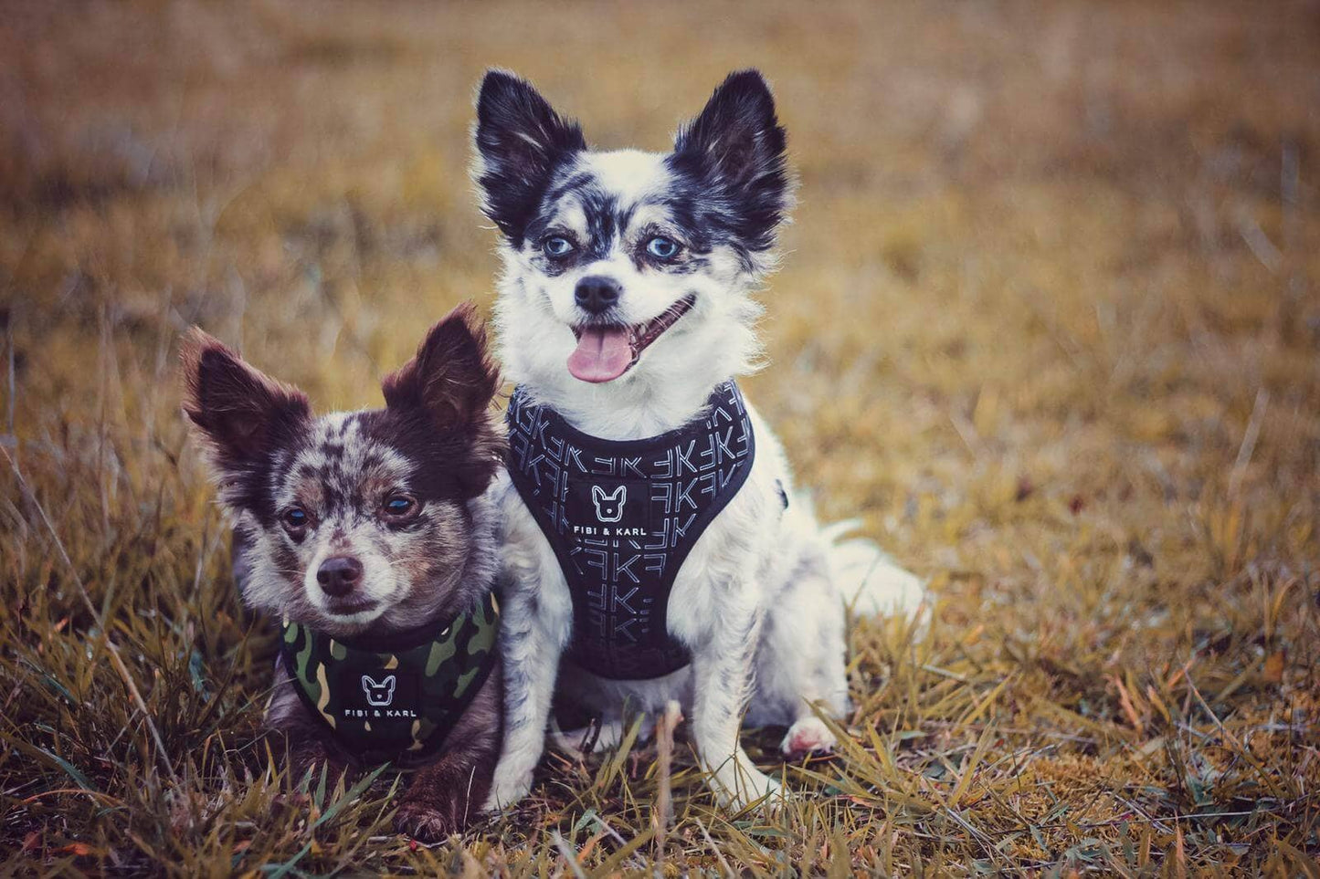 2-i-1 Hundsele – Fibi & Karl Reversibel Sele