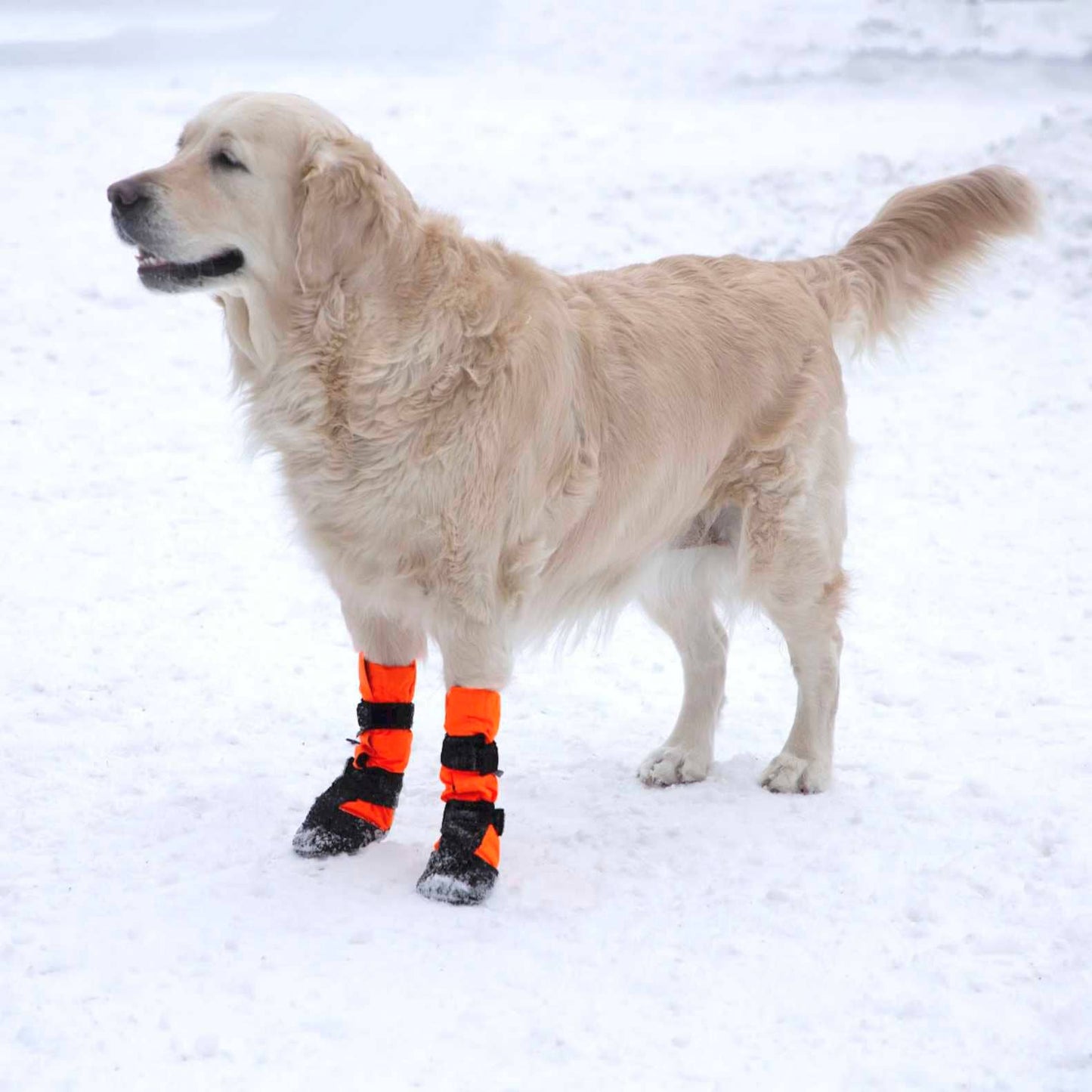 FINNERO SULO - Skyddande hundstövlar 2 st/set, Orange