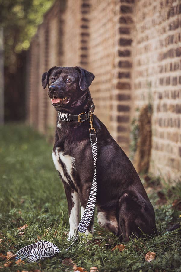 Premium Hey Lana hundkoppel - 3-vägs justerbar - 1,8 m - 2,0 m