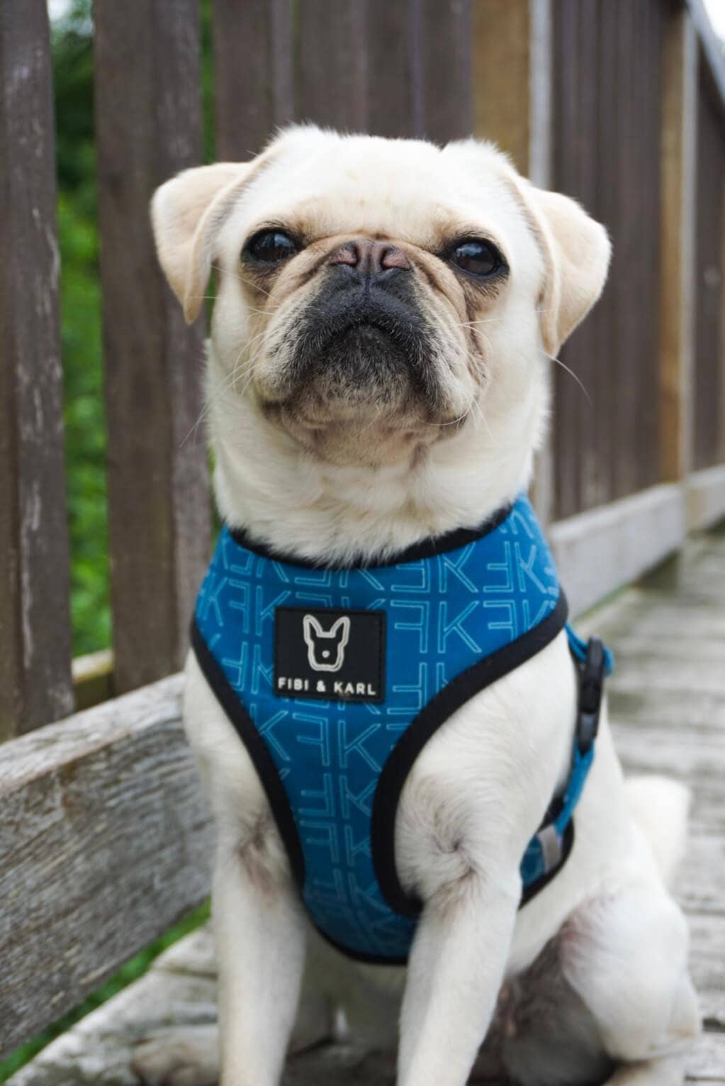 2-i-1 hund sele FK Summer Edition Reversible Sele
