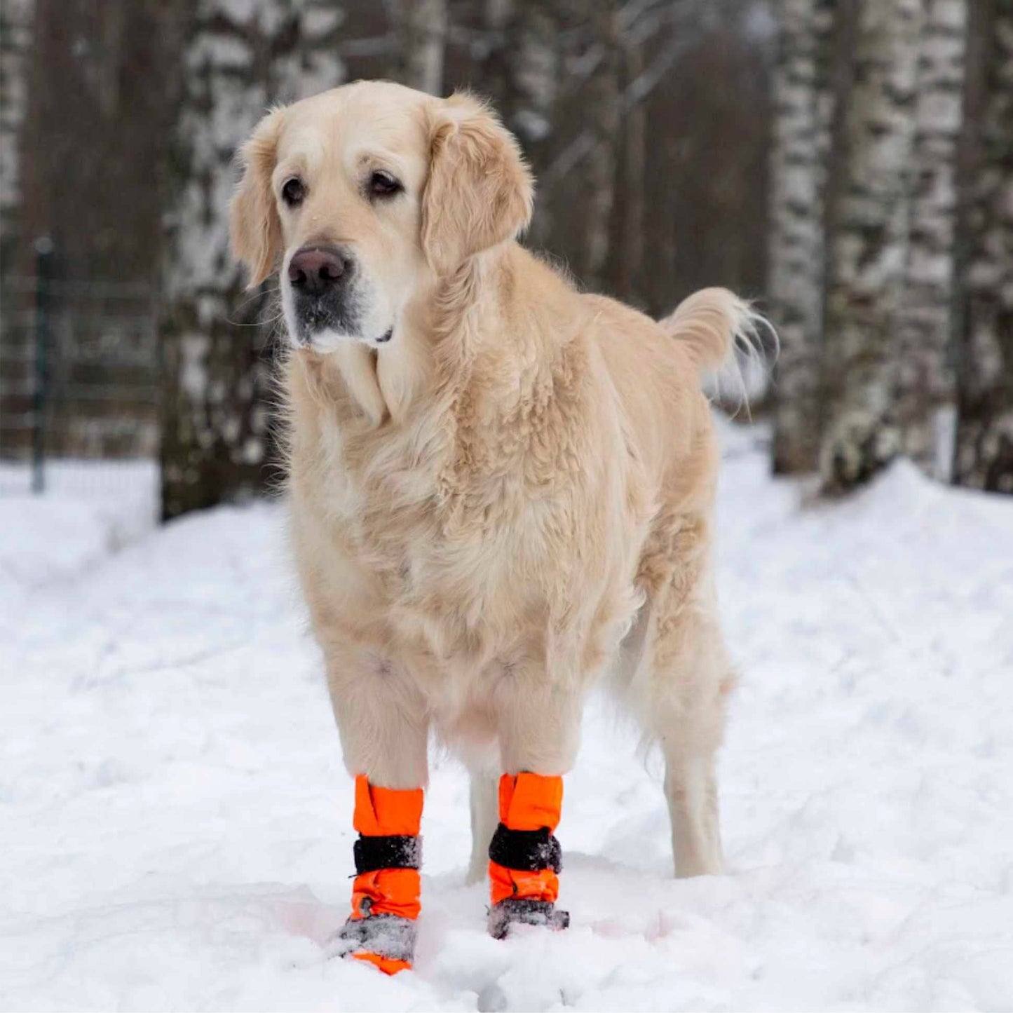 FINNERO SULO - Skyddande hundstövlar 2 st/set, Orange