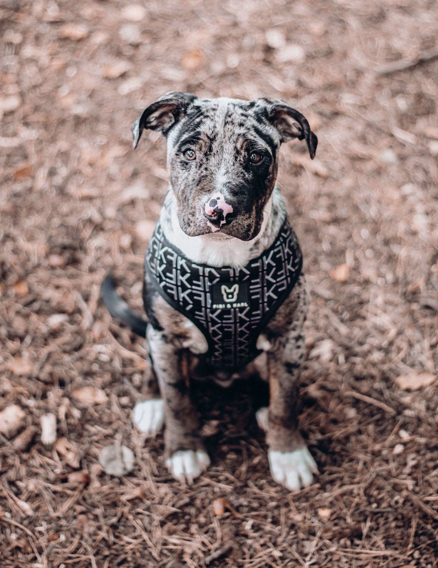 2-i-1 Hundsele – Fibi & Karl Reversibel Sele