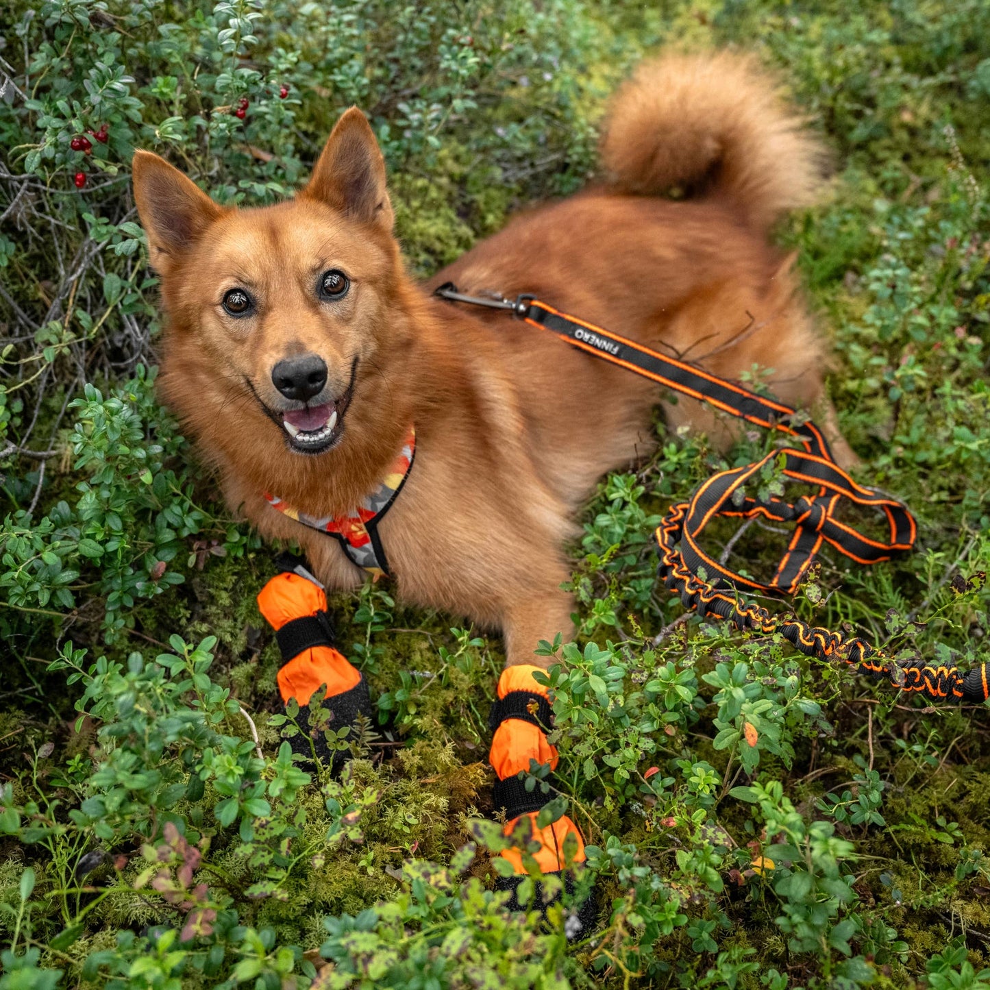 FINNERO SULO - Skyddande hundstövlar 2 st/set, Orange