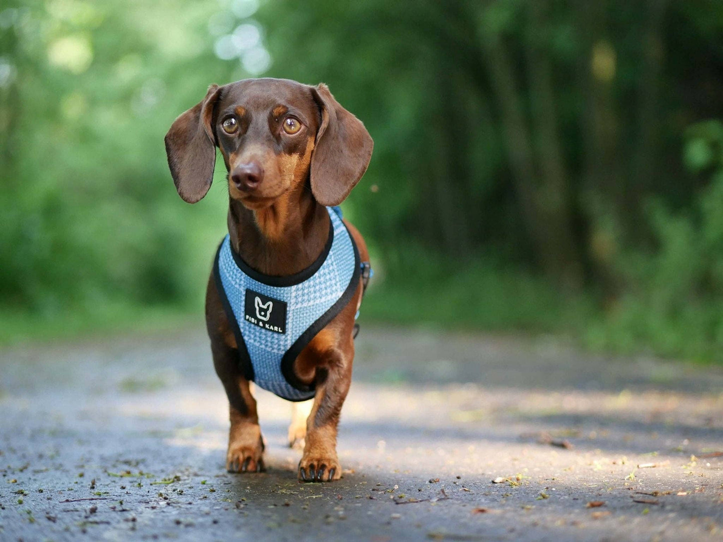 2-i-1 hund sele FK Summer Edition Reversible Sele