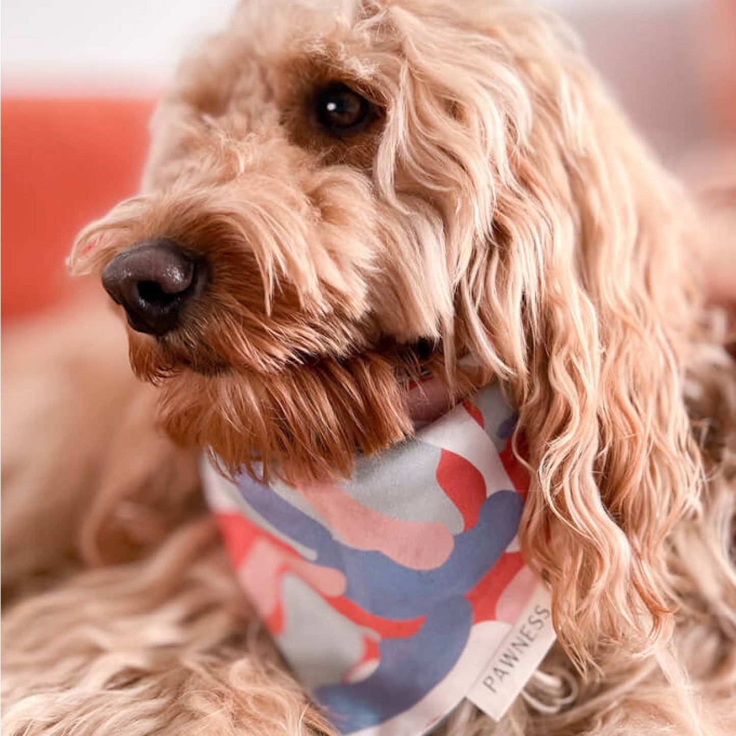 Vändbar Bandana — Tass Clapper: S
