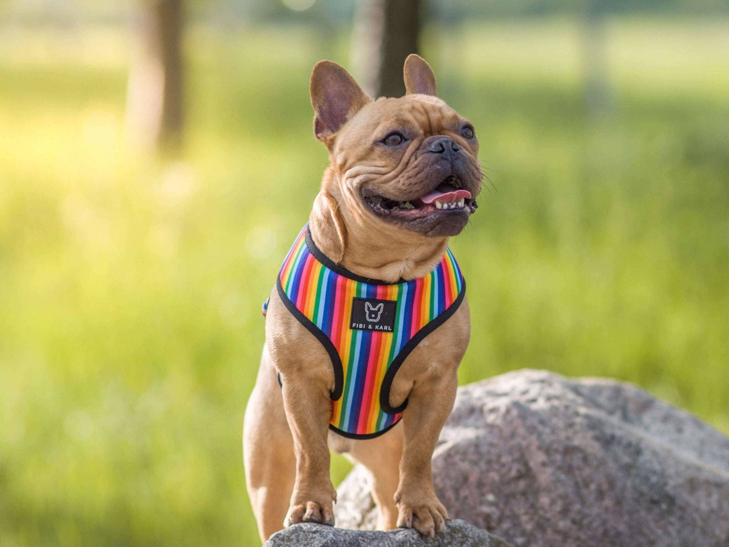 2-i-1 hund sele Boho Sky