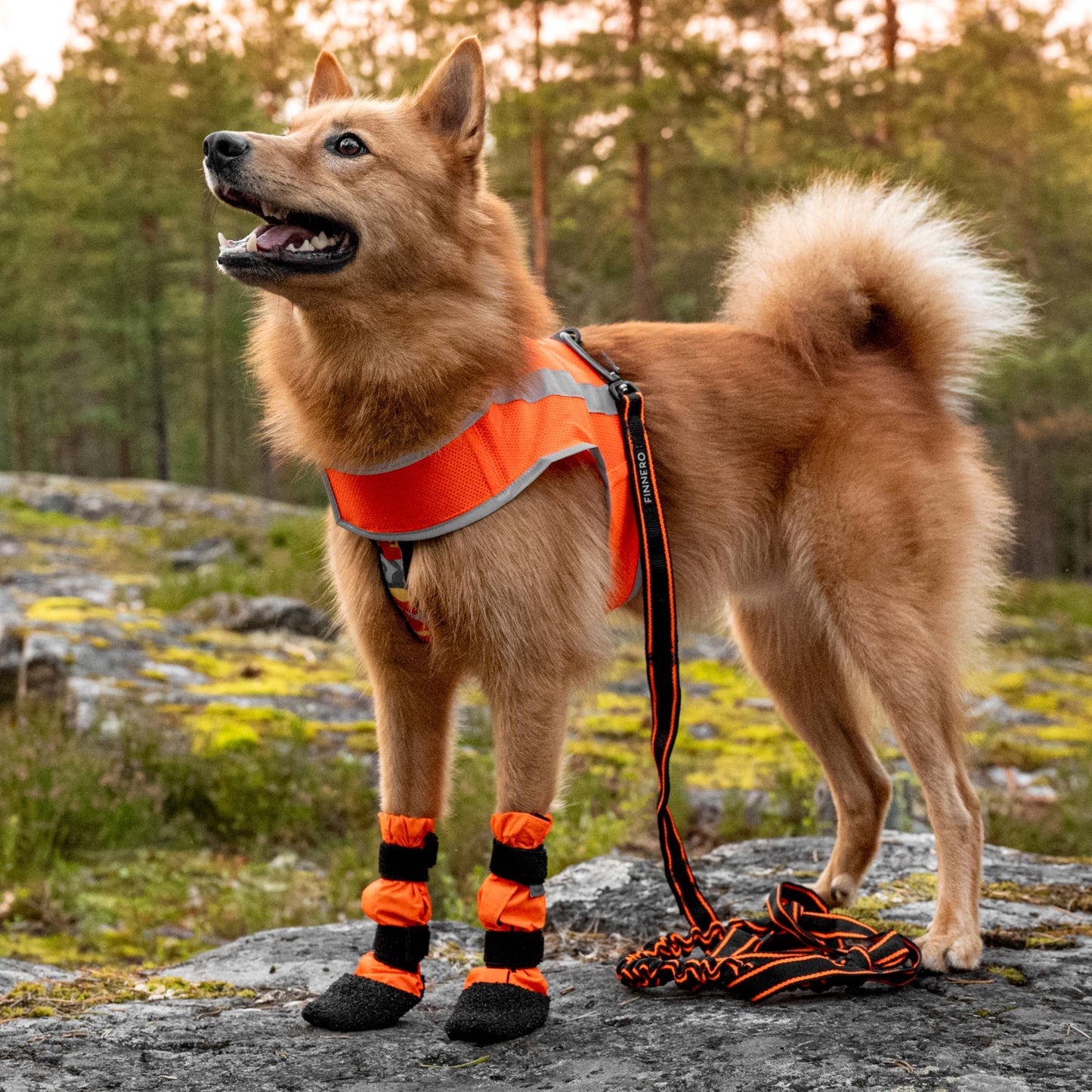 FINNERO SULO - Skyddande hundstövlar 2 st/set, Orange