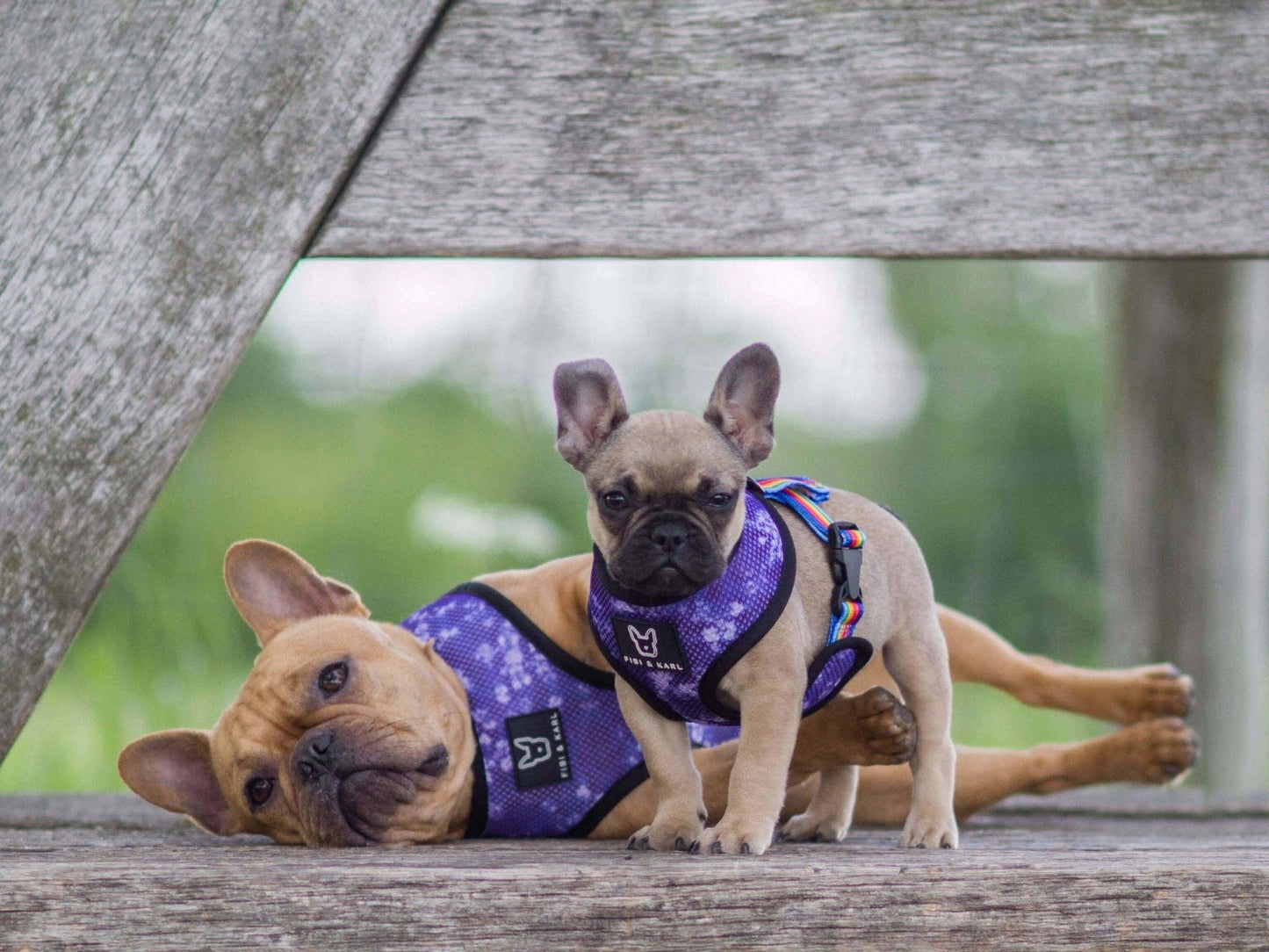 2-i-1 hund sele Boho Sky