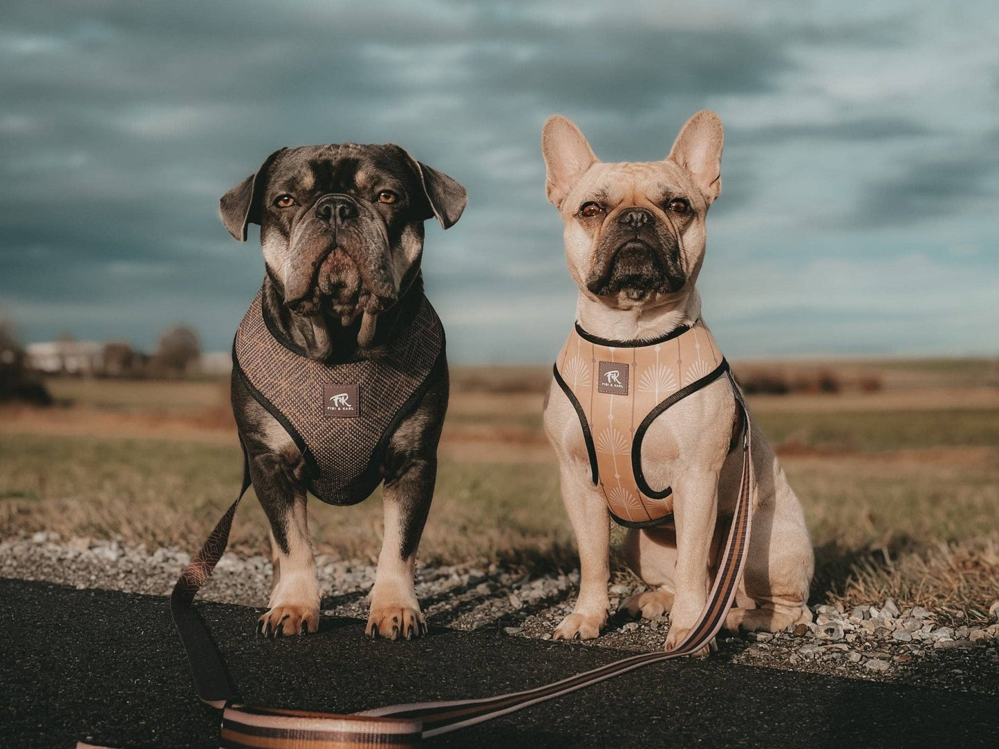 2-i-1 Hundsele –Golden Shimmer FK Reversibel Sele